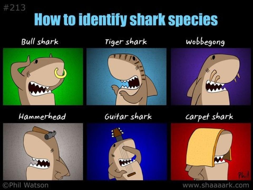 how-to-identify-shark-joke.jpg