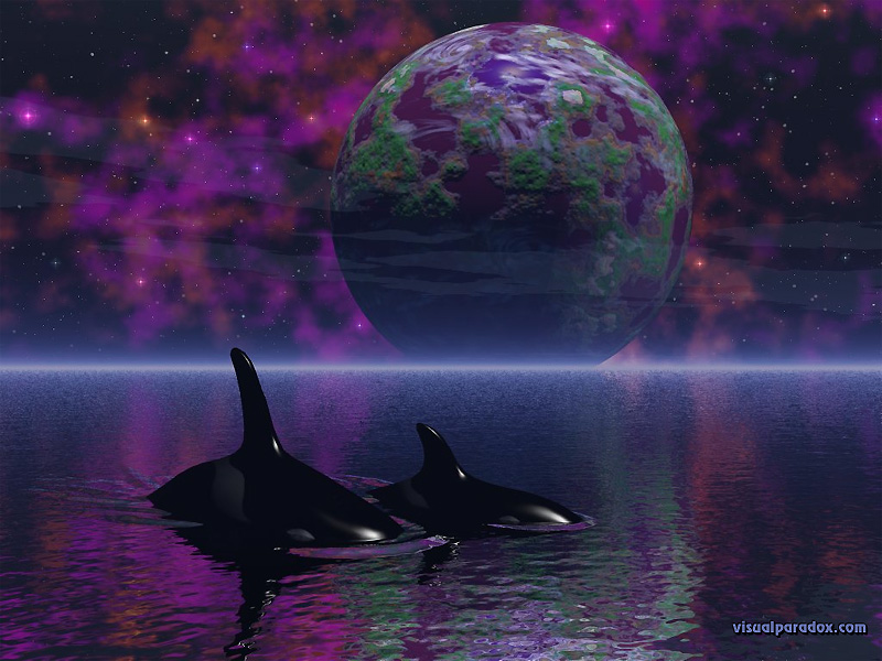 orcasdream800.jpg