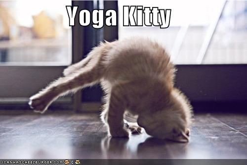 yoga-dork-kitty.jpg