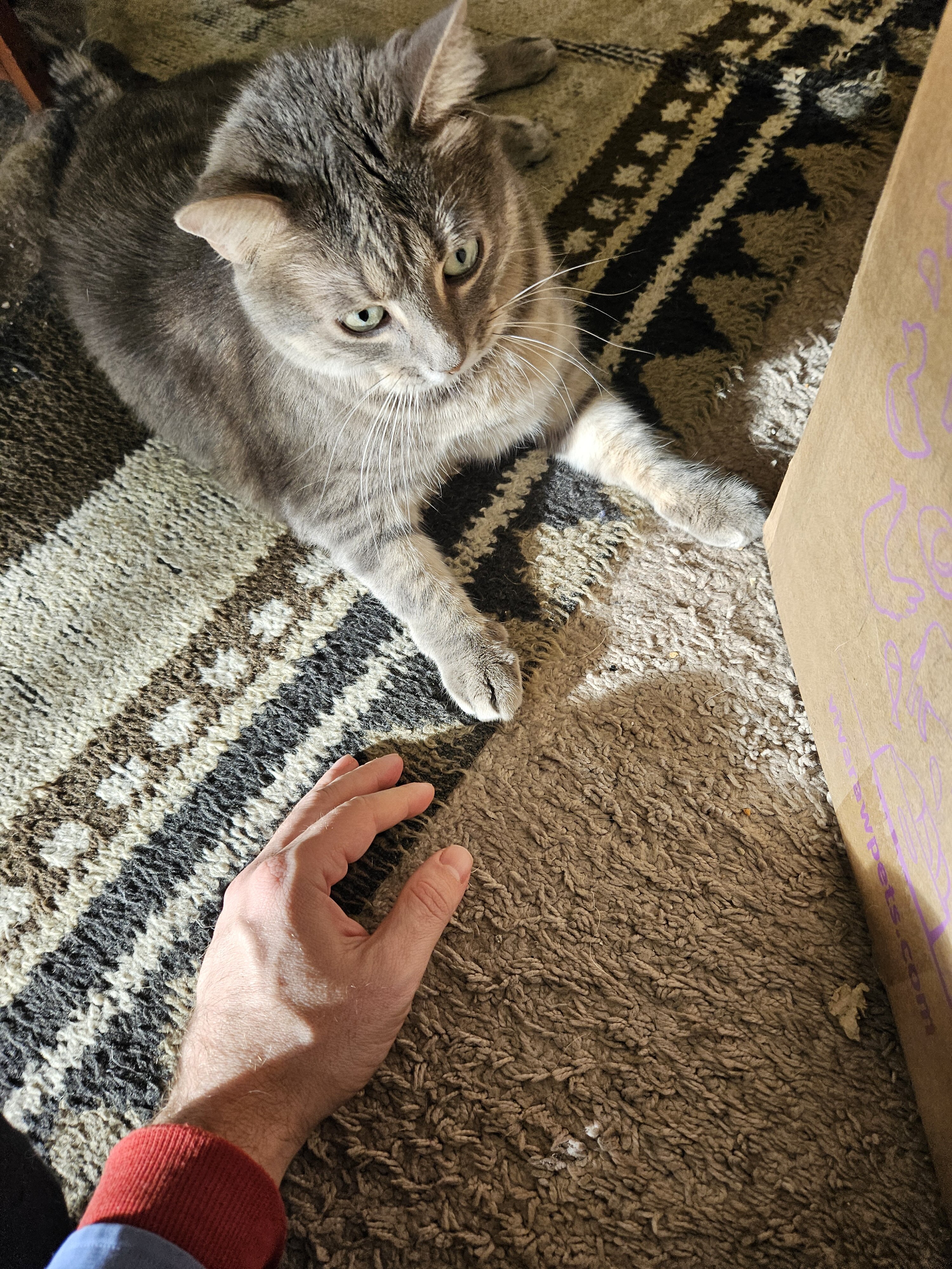 catRug2.jpg