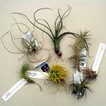 Air Plants 5.jpg