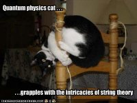 funny-pictures-physicist-cat-tries-to-understand-string-theory.jpg