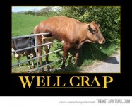 funny-stuck-cow-well-crap.jpg