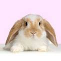 rabbit with long ears.jpg