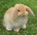 weird bunny rabbit.jpg