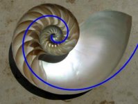 NautilusCutawaySpiral.jpg