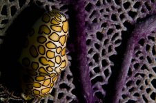 ocean-creatures-flamingo-tongue-snail-aerial.jpg