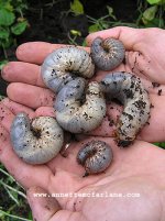 Beetle_Larvae_Lg.jpg Beetle_Larvae_Lg.jpg
