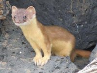 605px-Bridled_weasel.jpg