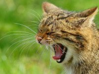 640px-Yawning_wildcat.jpg