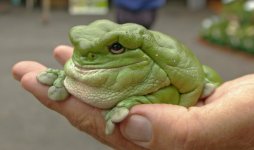 satisfiedfrog.jpg