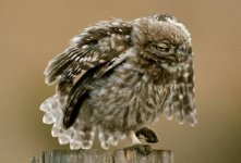 owl.jpg owl.jpg