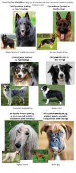 modalities-dogs-small.jpg