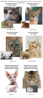 modalities-cats-small.jpg