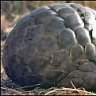 Pangolin