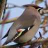 BohemianWaxwing