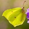Brimstone