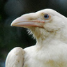 White Raven