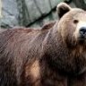 brown bear