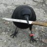 Defective Crow