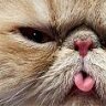 plebert