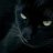 Feline