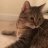 LittleCat