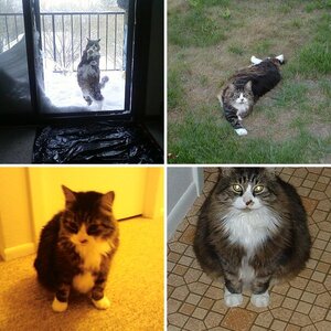 Norm the Cat