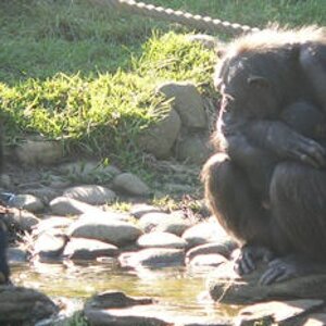 Philosophical monkeys. Just like me