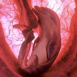 dolphin fetus. cute and disgusting at the same time