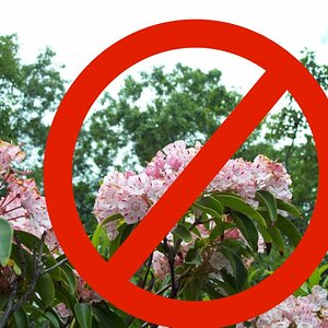 rhododendrons are poisonous - do not approach or touch. this was just a test upload. yes, the red x is funny... but true.