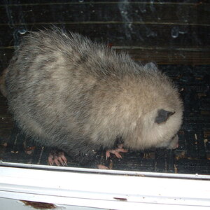 Little girl possum by the back door eating cat food. I think she was cute.