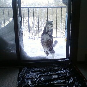 A cold cat.
(morning after the blizzard of February 2011, over one and a half foot total snowfall)