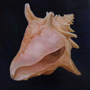 Conch