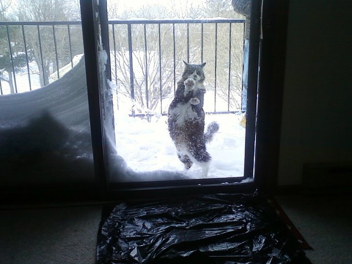 A cold cat.
(morning after the blizzard of February 2011, over one and a half foot total snowfall)