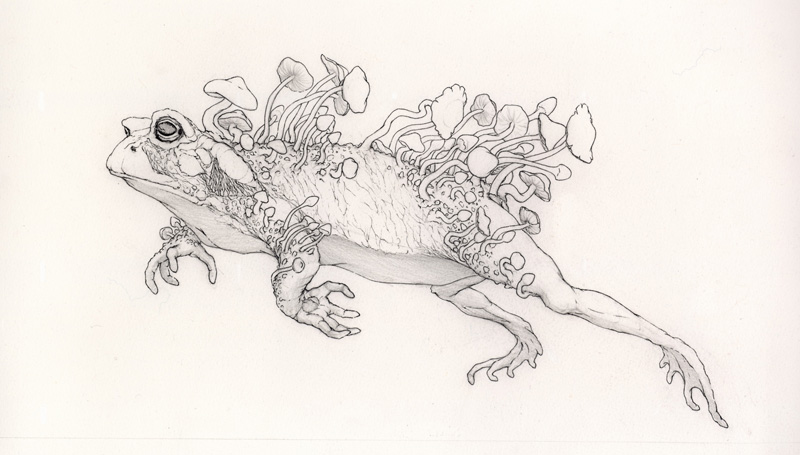 Bufo Alvarius