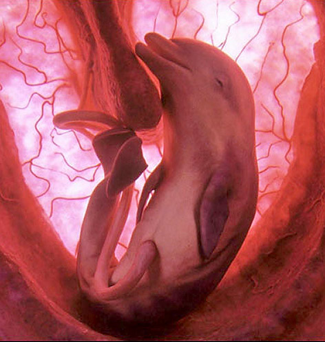 dolphin fetus. cute and disgusting at the same time