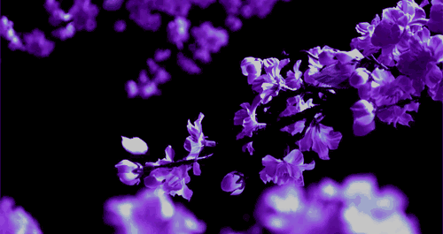 giphy (5)