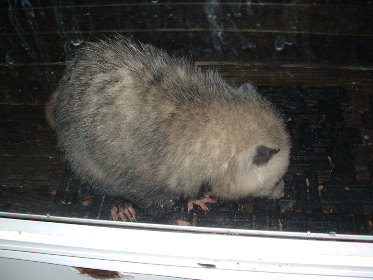Little girl possum by the back door eating cat food. I think she was cute.