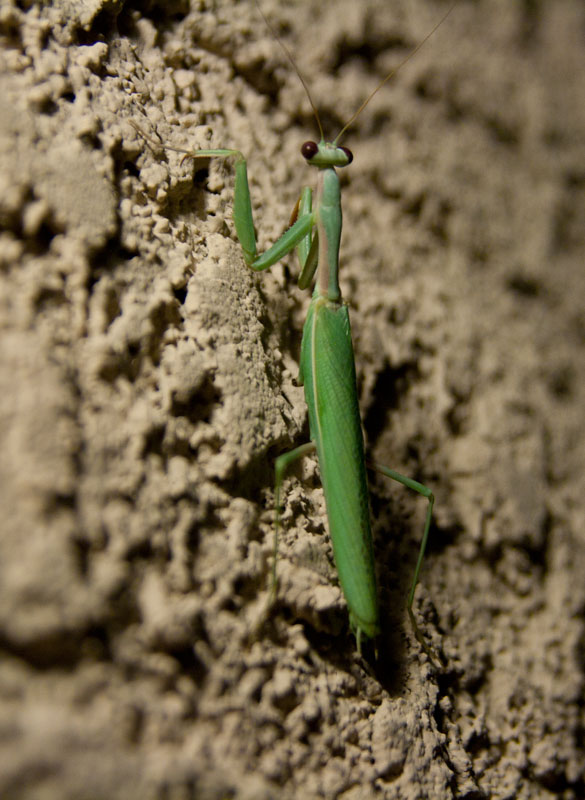 mantis