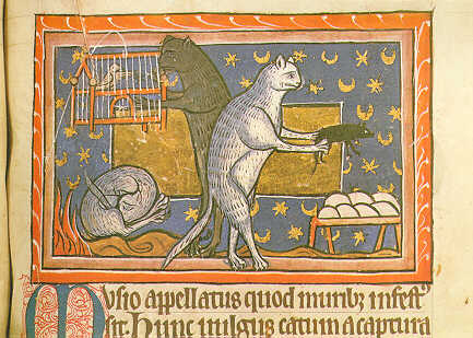 medcat