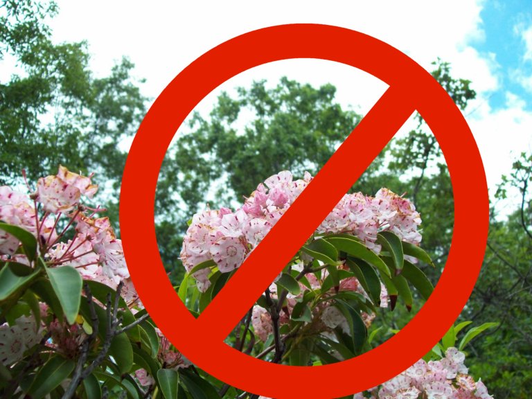 rhododendrons are poisonous - do not approach or touch. this was just a test upload. yes, the red x is funny... but true.