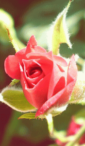 rose2