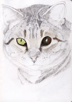 Tigermd