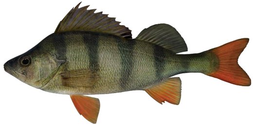 redfin-perch.jpg