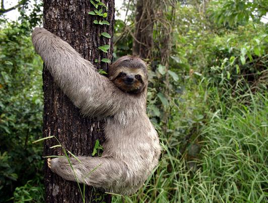 sloth.jpg