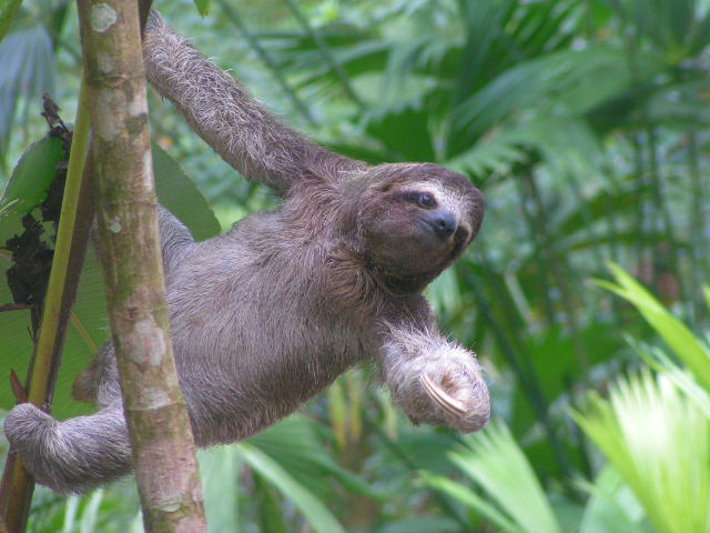 f0089_three-toed_sloth_visits.jpg.jpeg