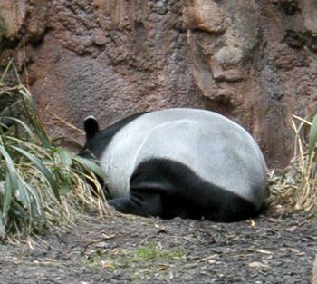 tapir.jpg