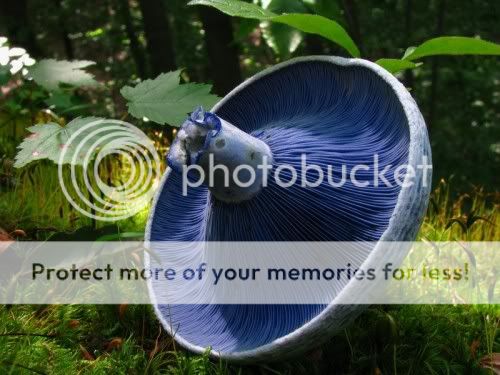 Lactarius_indigo-e1290421311565.jpg