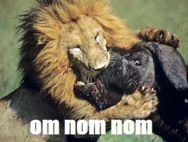 om_nom_nom_lion_by_icewindwarrior-d46myo4.jpg